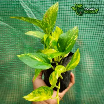 Golden Pothos | গোল্ডেন পোথস | Money Plant