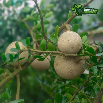থাই কদবেল