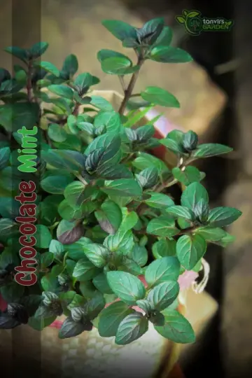 চকলেট মিন্ট (Chocolate Mint)