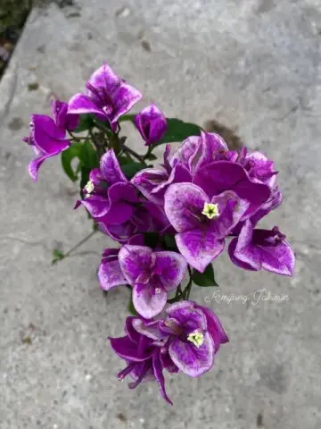 বাটারকাপ বাগান বিলাস |(Buttercup Bougainvillea)