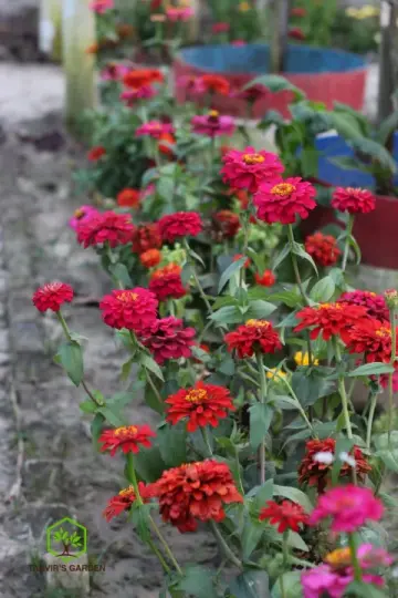 জিনিয়া | Zinnia