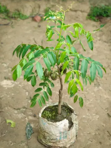 বারোমাসি মিষ্টি আমড়া