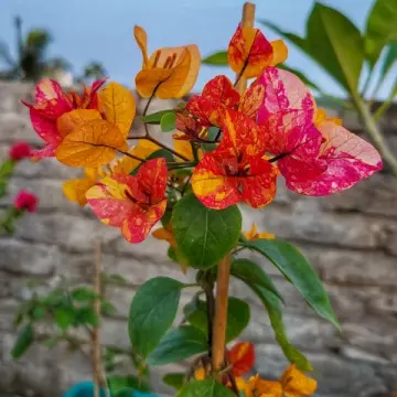 আদরানা বাগানবিলাস (Adarna Bougainvillea)