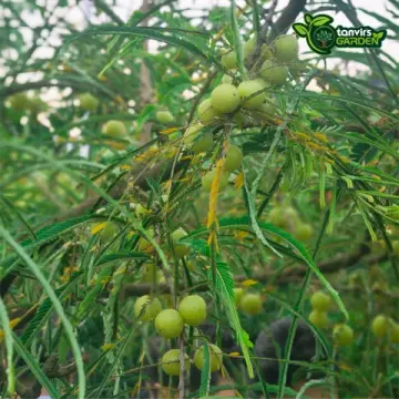 থাই আমলকী | Thai Amla