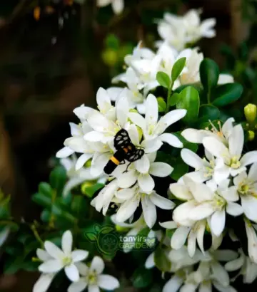 থাই ড্রপ কামিনী (Thai Drop Kamini)