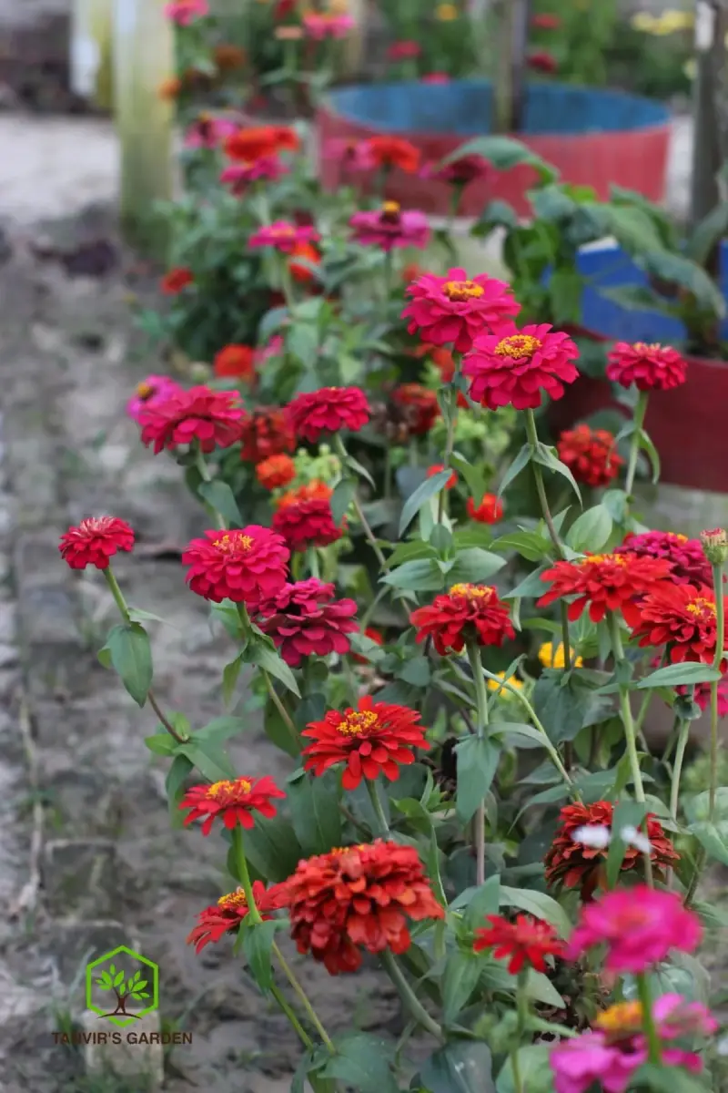 জিনিয়া | Zinnia
