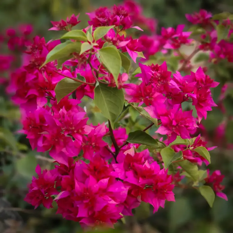 মাহারা রেড বাগানবিলাস (Mahara Red Bougainvillea)