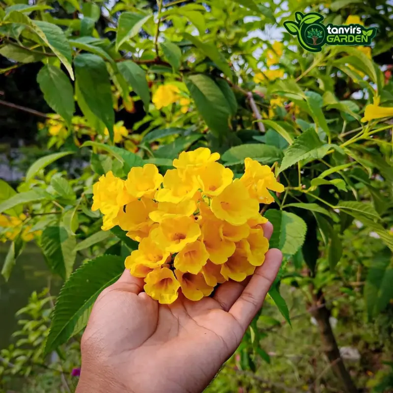 চন্দ্রপ্রভা | সোনাপাতি