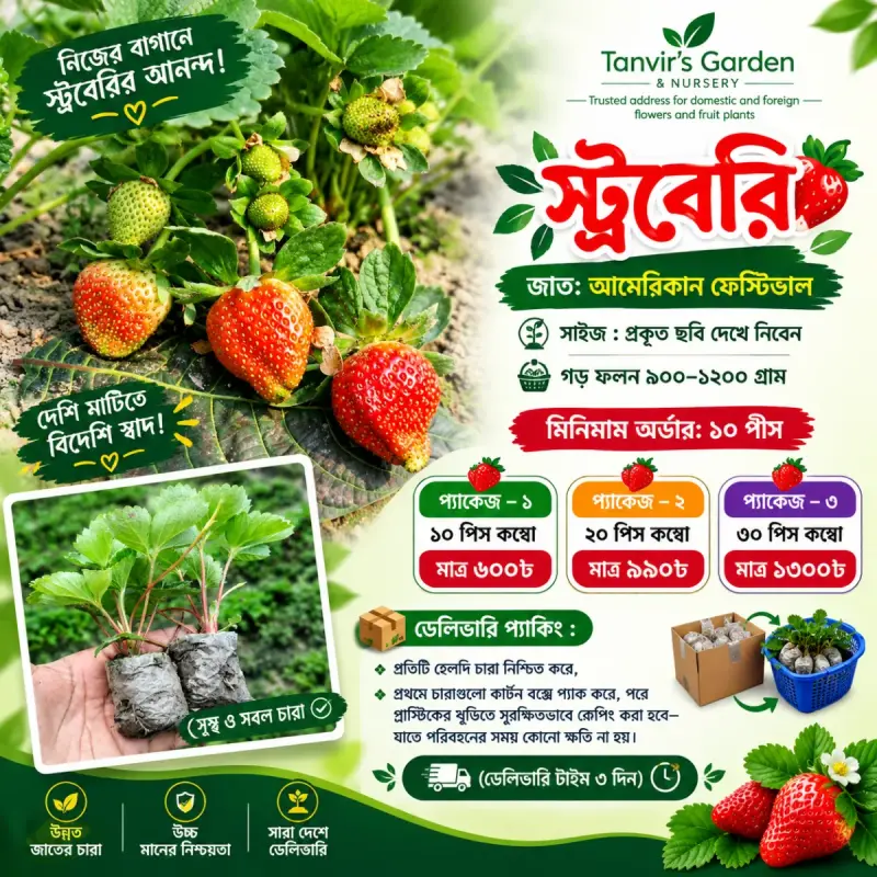 স্ট্রবেরী (আমেরিকান ফেস্টিভ্যাল) | Strawberry (American Festival) স্ট্রবেরি