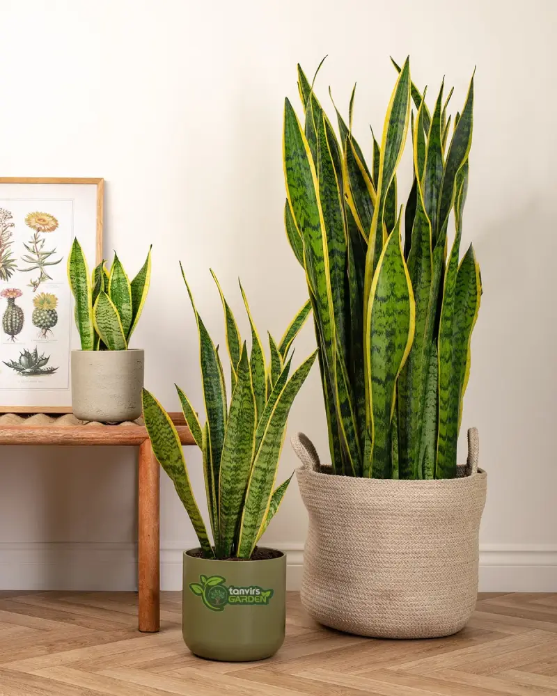 Laurentii Snake Plant লরেন্টি স্নেক প্ল্যান্ট Sansevieria