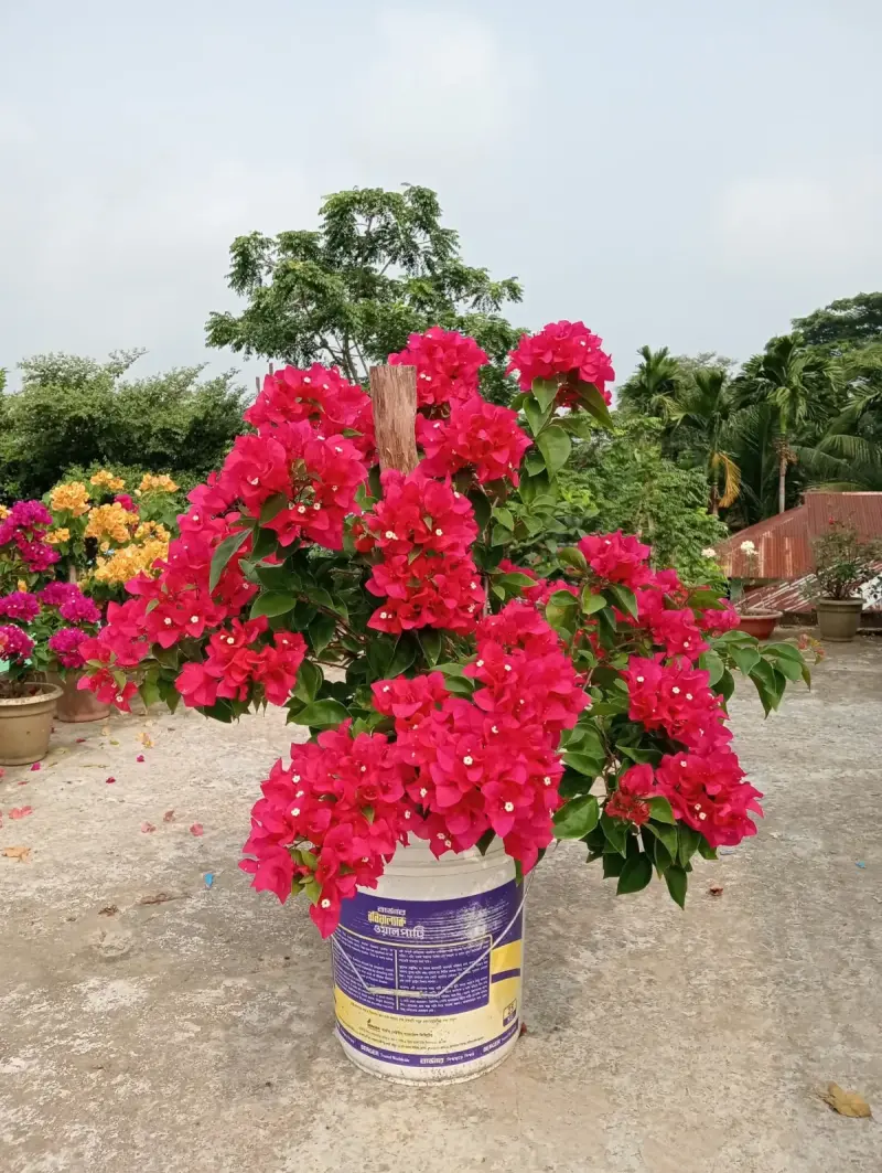 বারবারা ক্রাষ্ট বাগানবিলাস | Barbara Krast Bougainvillea | লাল বাগানবিলাস