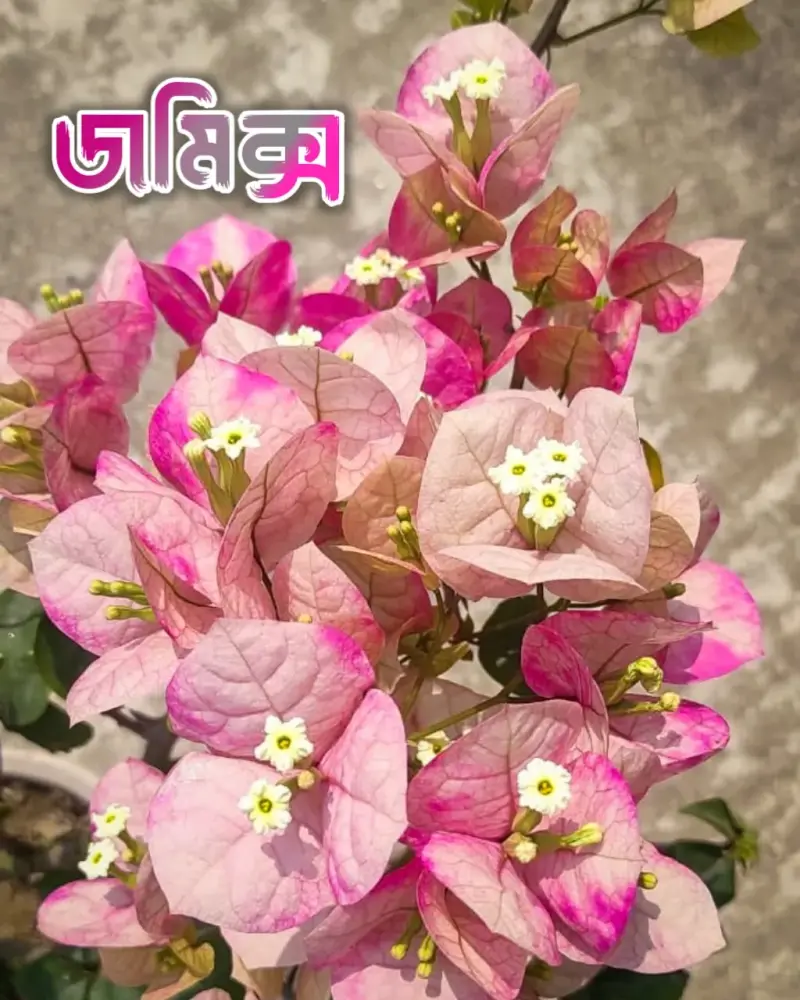 জমিক্স বাগানবিলাস | Zomix bougainvillea