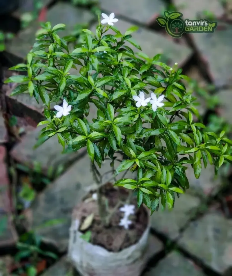 মিনি টগর (Mini Tagar) | চায়না টগর | Dwarf টগর |
