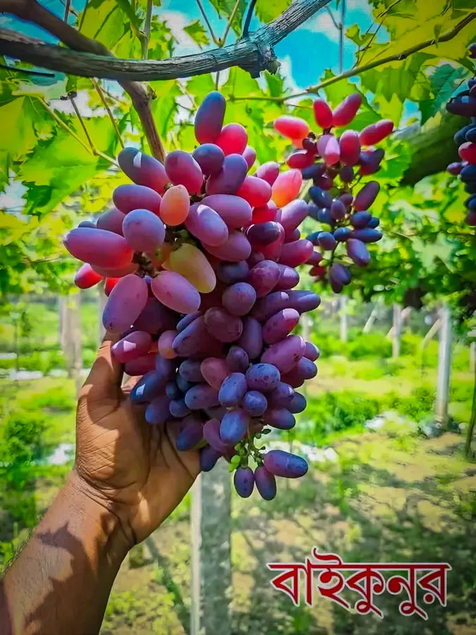 বাইকুনুর আঙ্গুর (Baikonur Grape)
