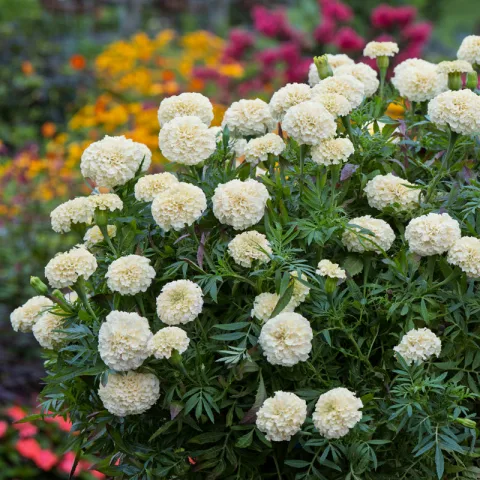 সাদা গাঁদা ফুল (White Marigold)