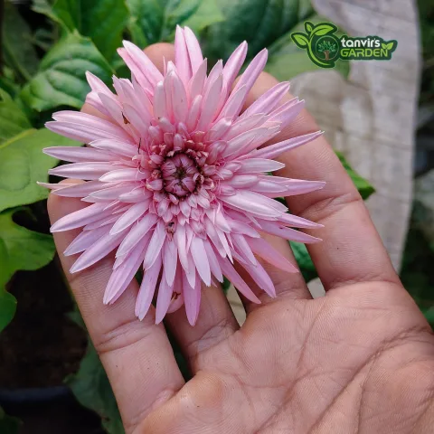 দেশি গোলাপি জারবেরা (Desi Pink Gerbera)
