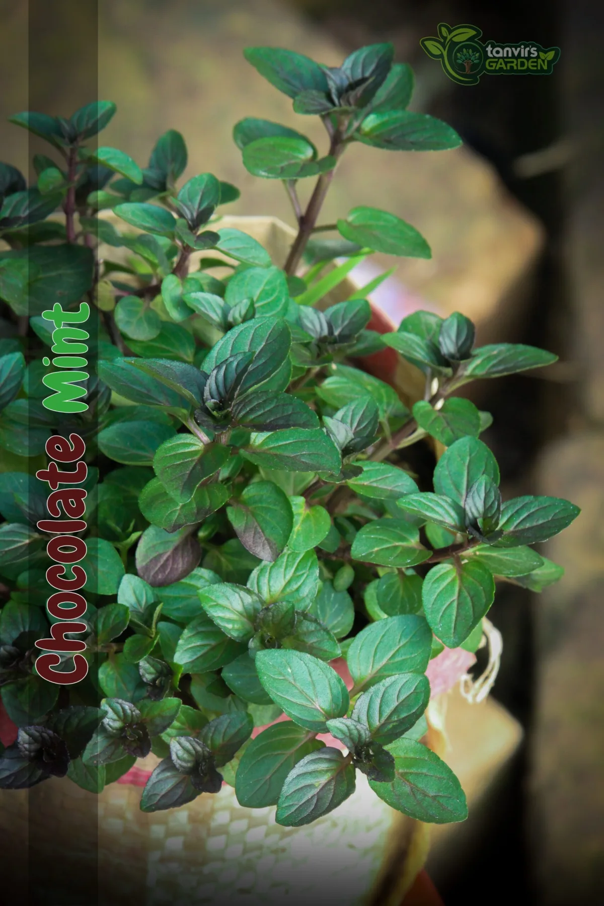 চকলেট মিন্ট (Chocolate Mint)