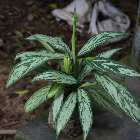 এগ্লোনিমা সিলভার কুইন (Aglaonema 'Silver Queen')।