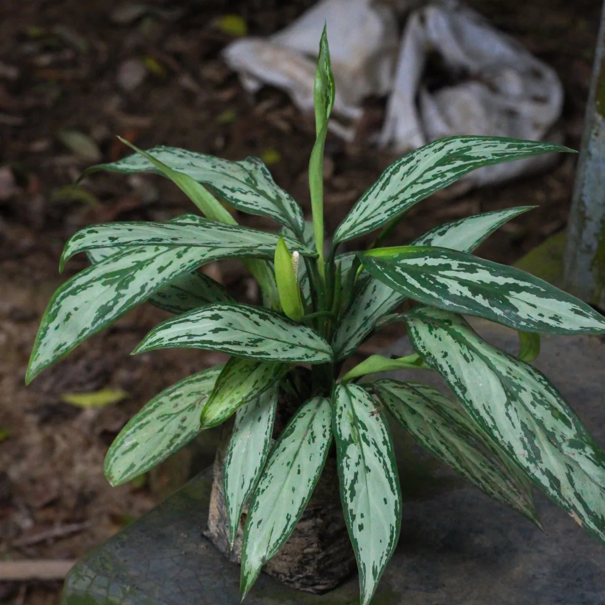 এগ্লোনিমা সিলভার কুইন (Aglaonema 'Silver Queen')।