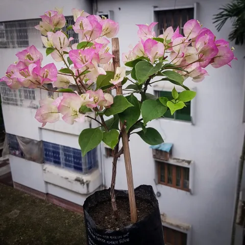 থাই ডিলাইট (Thai Delight) বাগানবিলাস (Bougainvillea)