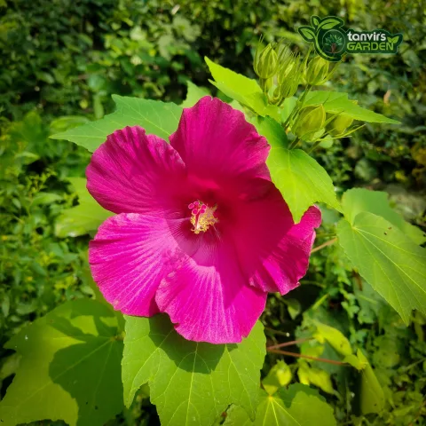 সিঙ্গেল পেটাল স্থলপদ্ম