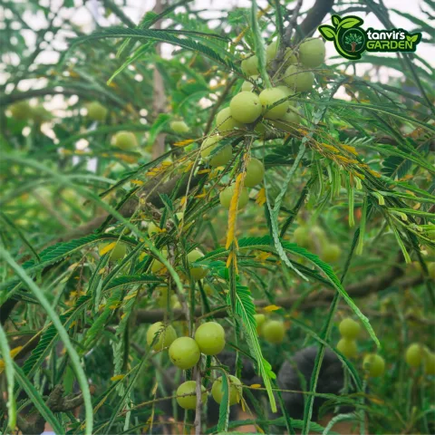থাই আমলকী | Thai Amla