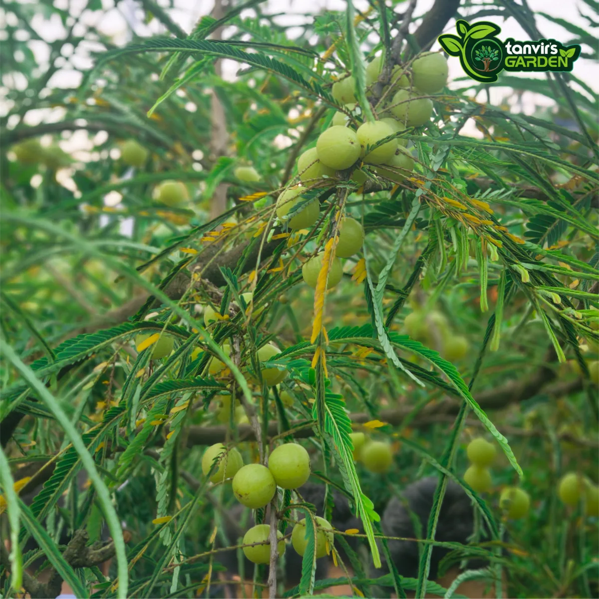 থাই আমলকী | Thai Amla