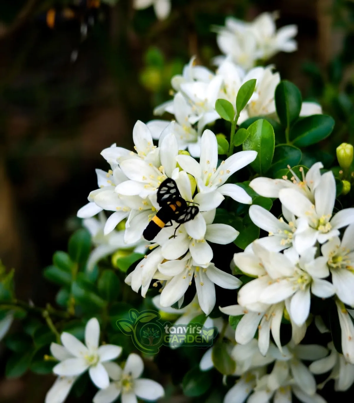 থাই ড্রপ কামিনী (Thai Drop Kamini)