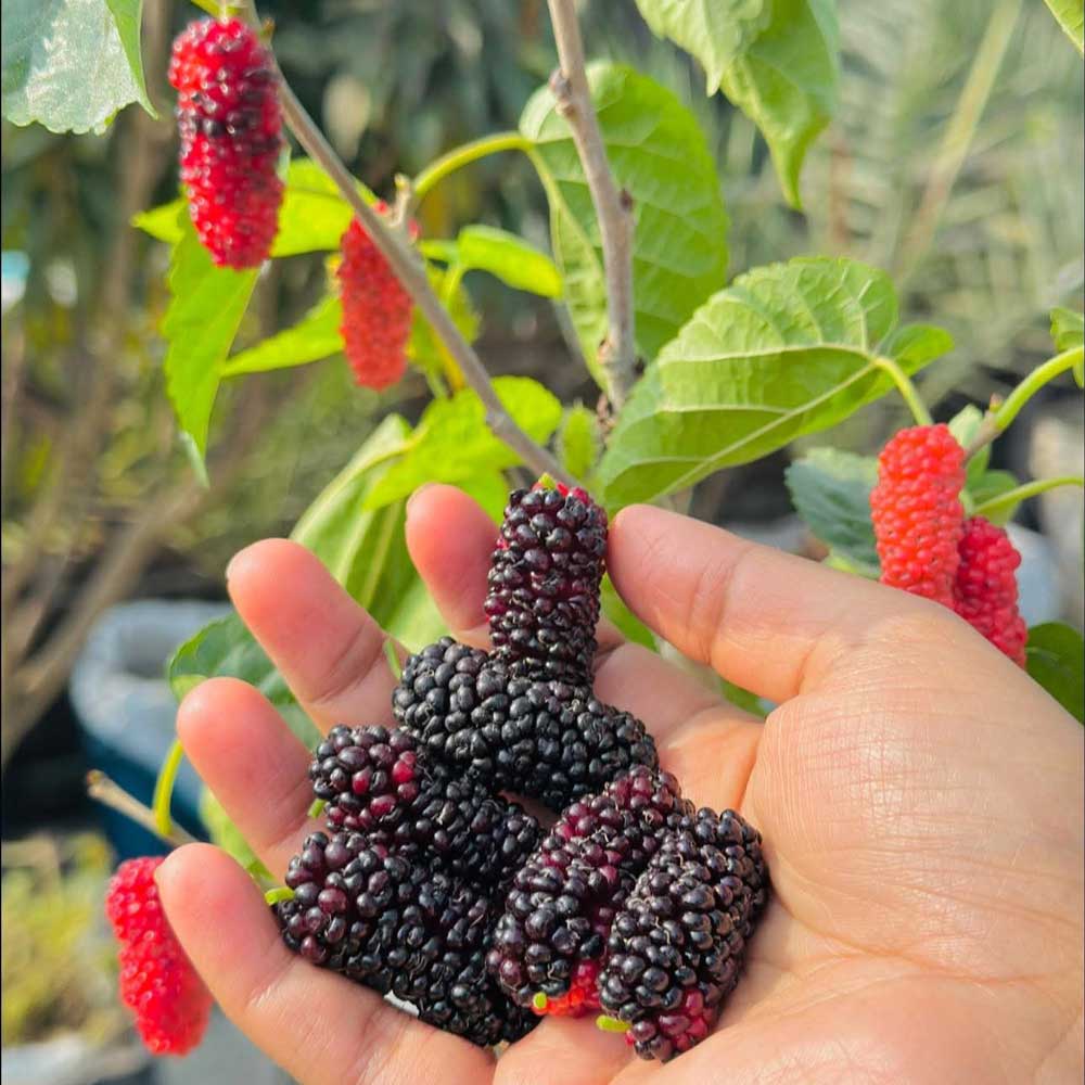 তুর্কি মালবেরী (Austurkey)