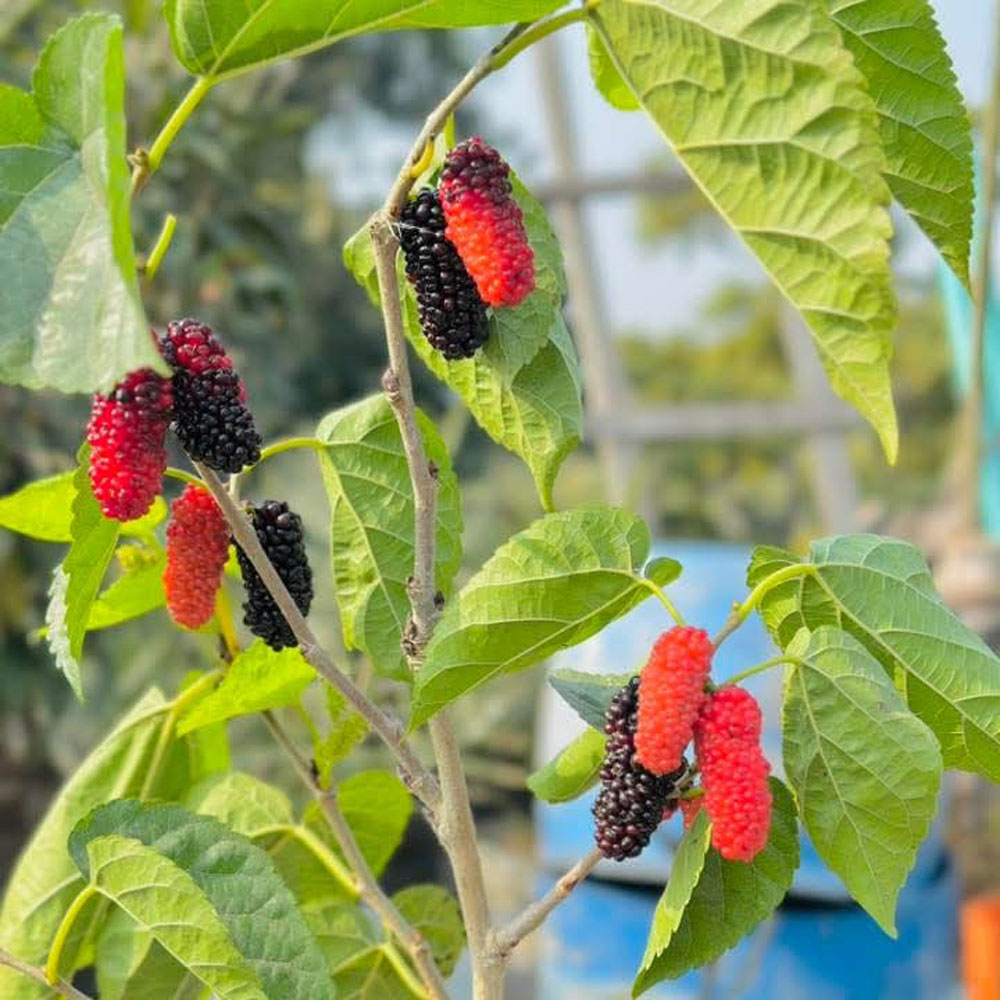 তুর্কি মালবেরী (Austurkey) - Image 3