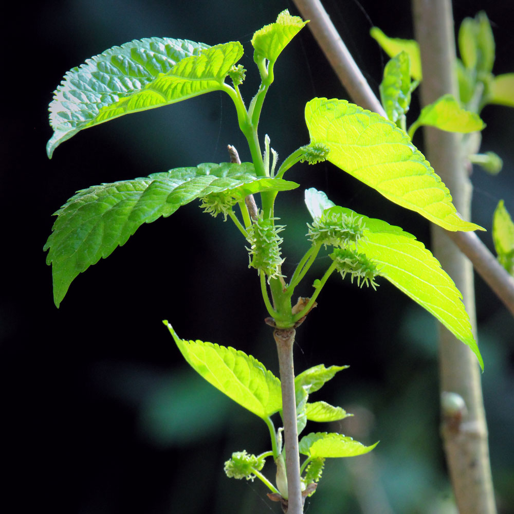 তুর্কি মালবেরী (Austurkey) - Image 2