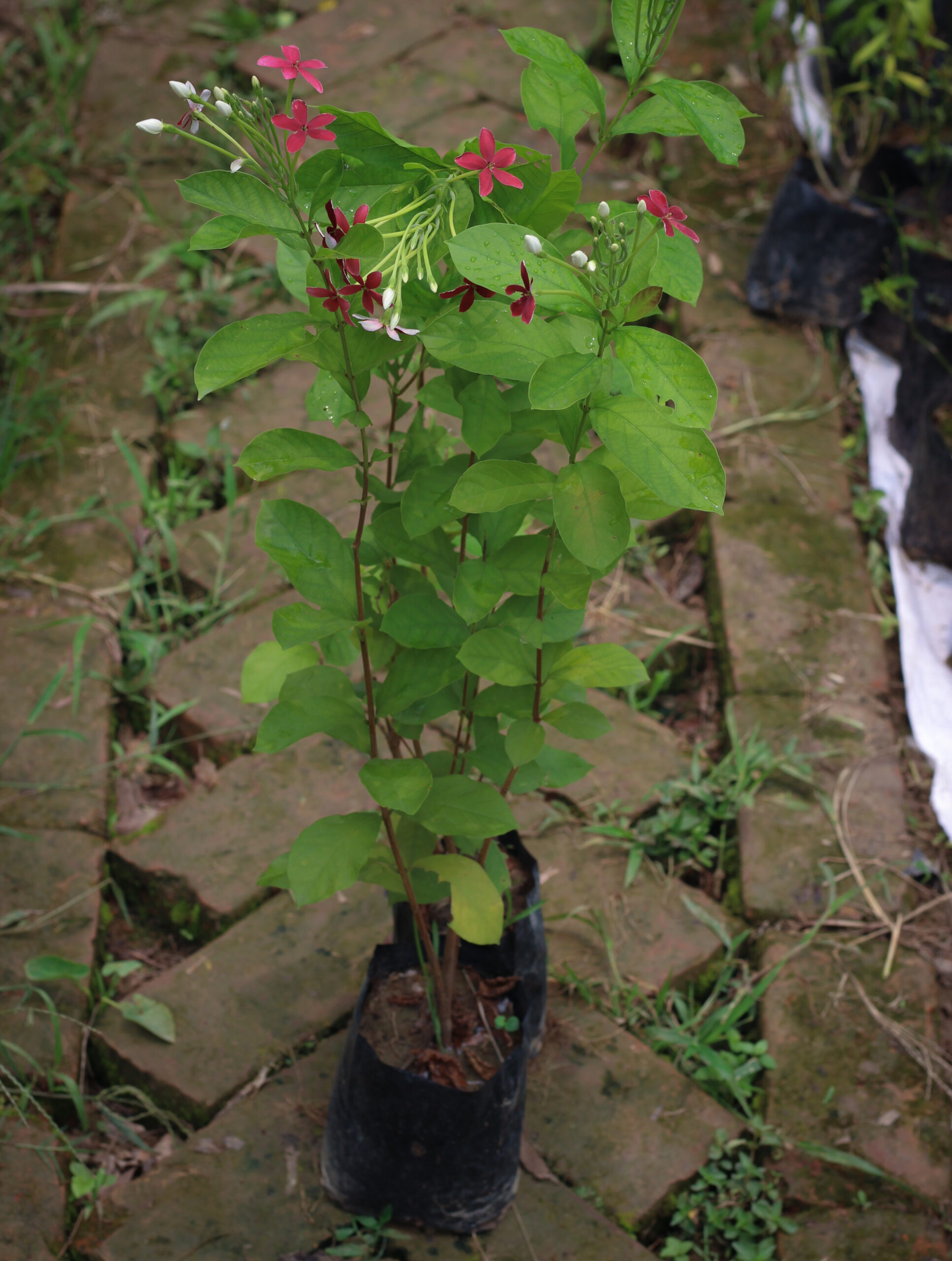 মধুমঞ্জুরি/মধুমালতি - Image 3