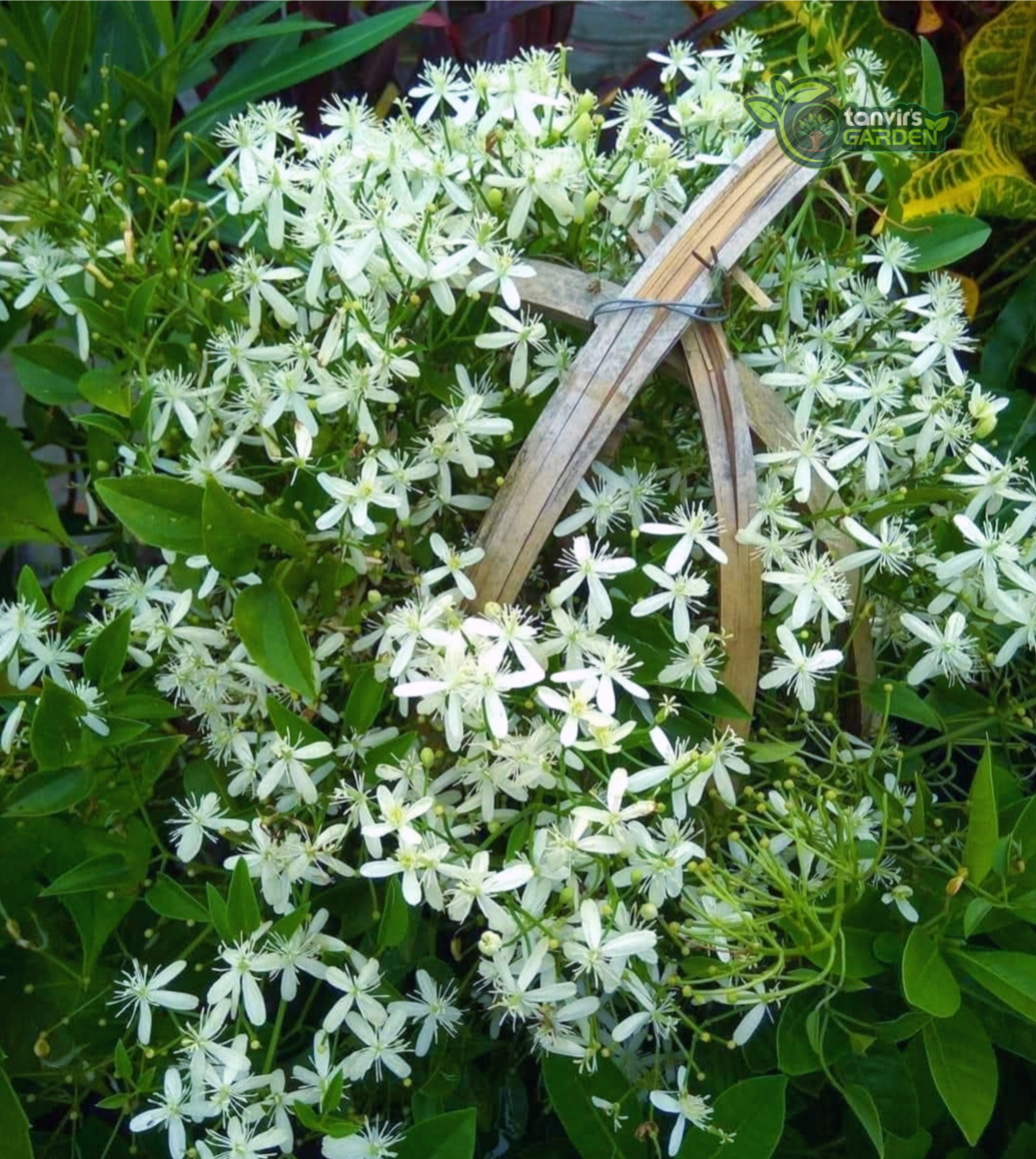 অ্যারোমেটিক জুই | তাঁরাঝড়া | Aromatic Jui | Tarajhora