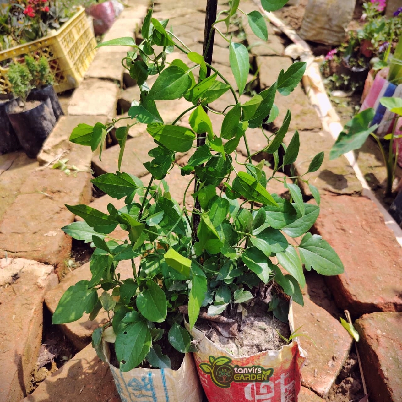 অ্যারোমেটিক জুই | তাঁরাঝড়া | Aromatic Jui | Tarajhora - Image 3