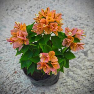 জুয়েল ইয়োলো বাগানবিলাস | Jewel Yellow Bougainvillea Plant | Jewel Yellow Baganbilash | হলুদ বাগানবিলাস