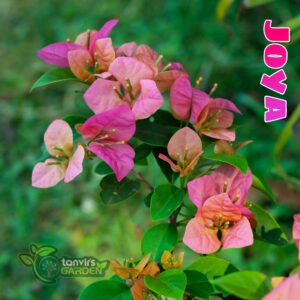 জয়া | Joya
