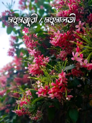 মধুমঞ্জুরি/মধুমালতি