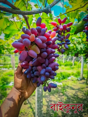 বাইকুনুর আঙ্গুর (Baikonur Grape)