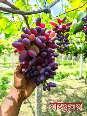 বাইকুনুর আঙ্গুর (Baikonur Grape)
