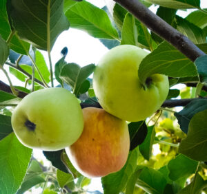 হরিমন ৯৯ আপেল (HRMN-99 Apple)