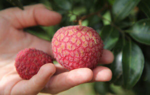 চায়না-৩ লিচু (China-3)lichi