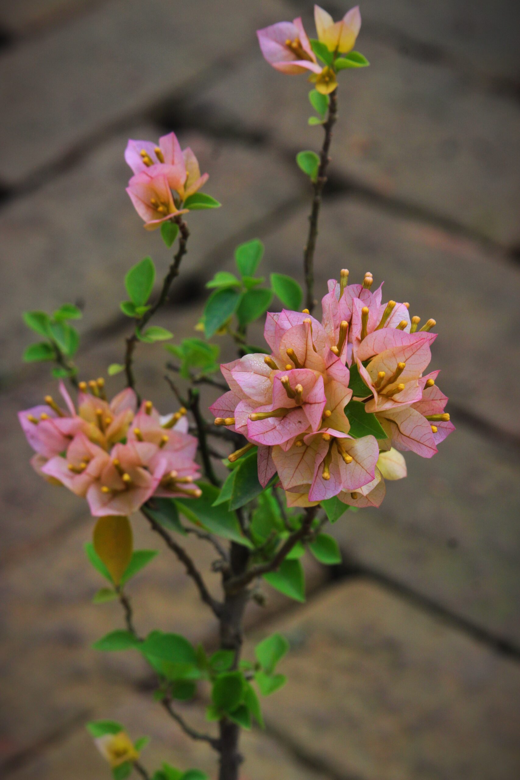 জুয়েল ইয়োলো বাগানবিলাস | Jewel Yellow Bougainvillea Plant | Jewel Yellow Baganbilash | হলুদ বাগানবিলাস - Image 2