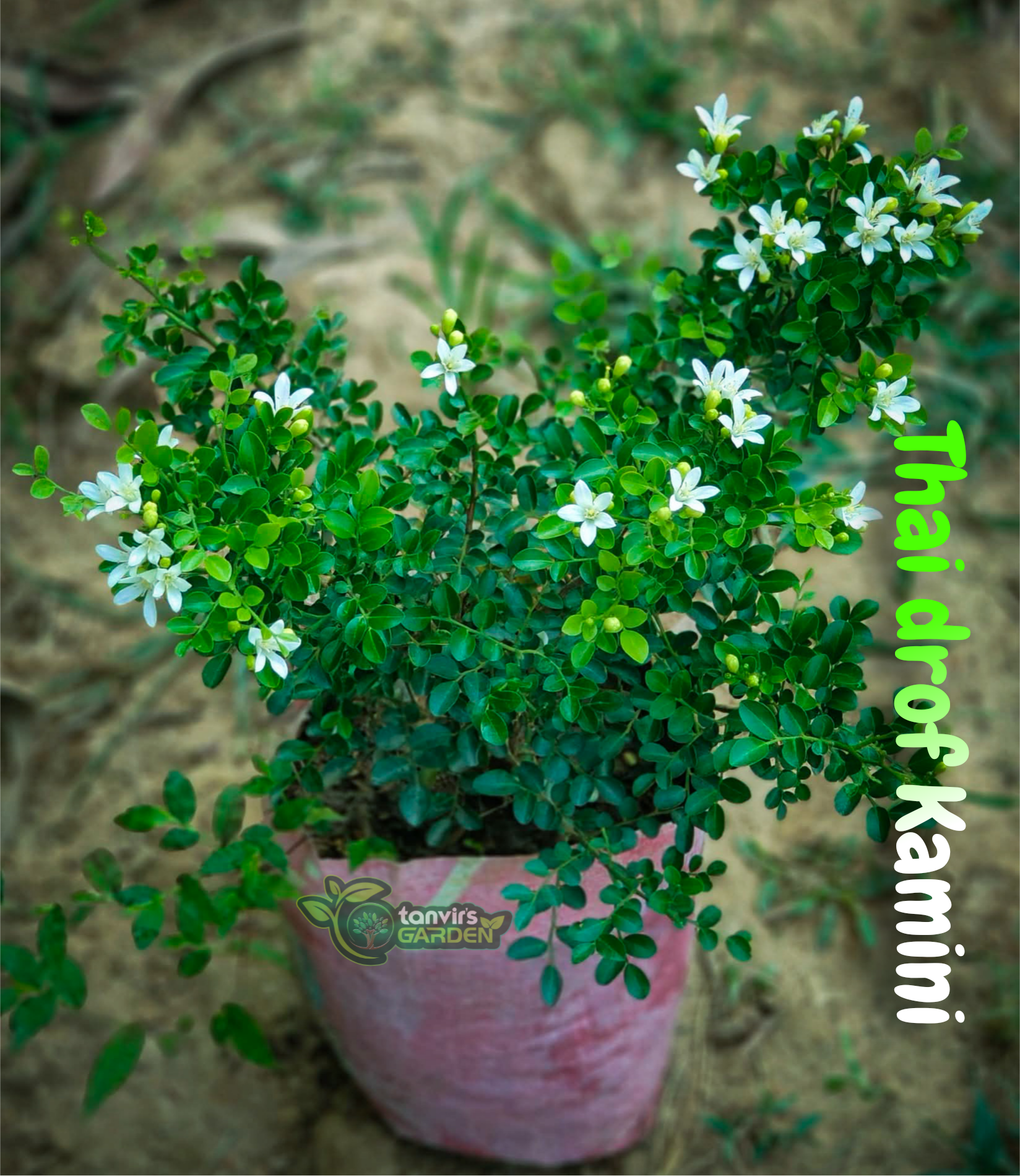 থাই ড্রপ কামিনী (Thai Drop Kamini) - Image 2