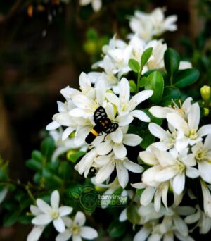 থাই ড্রপ কামিনী (Thai Drop Kamini)
