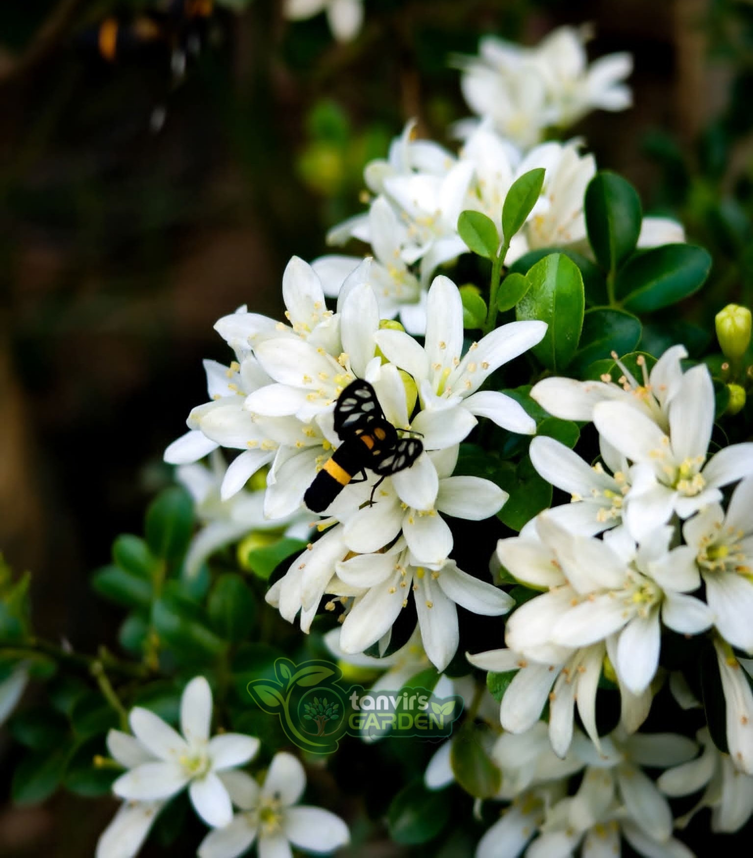 থাই ড্রপ কামিনী (Thai Drop Kamini)