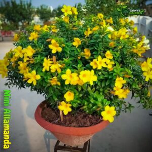 মিনি অলকানন্দা | মিনি এলামুন্ডা | Mini Allamanda | Mini Alaknanda Flower