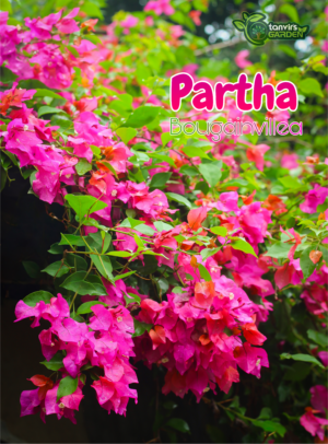 পার্থ বাগানবিলাস (Partha Bougainvillea)