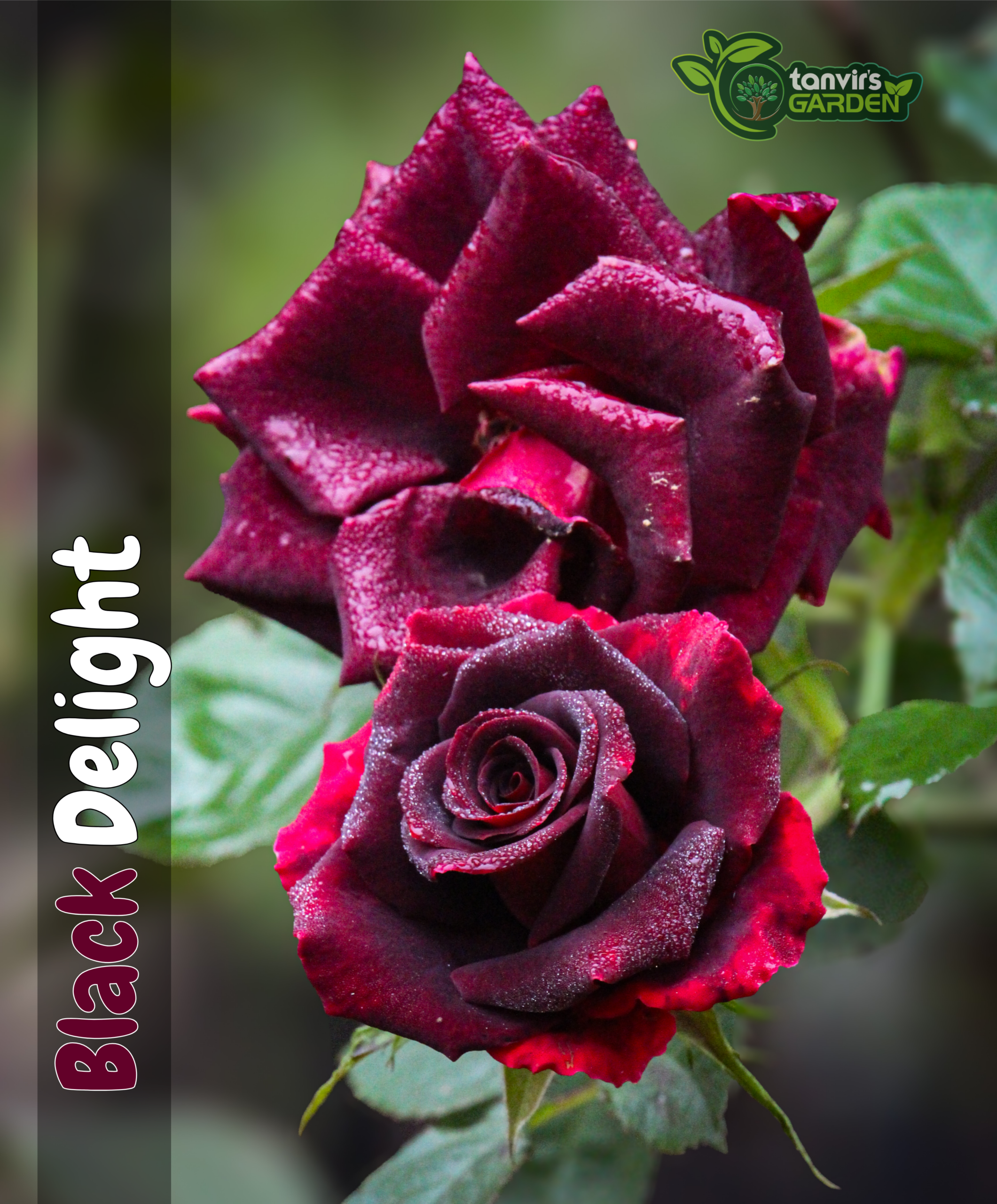 ব্ল্যাক ডিলাইট (Black Delight)