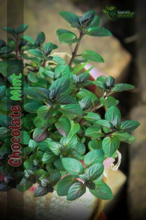 চকলেট মিন্ট (Chocolate Mint)