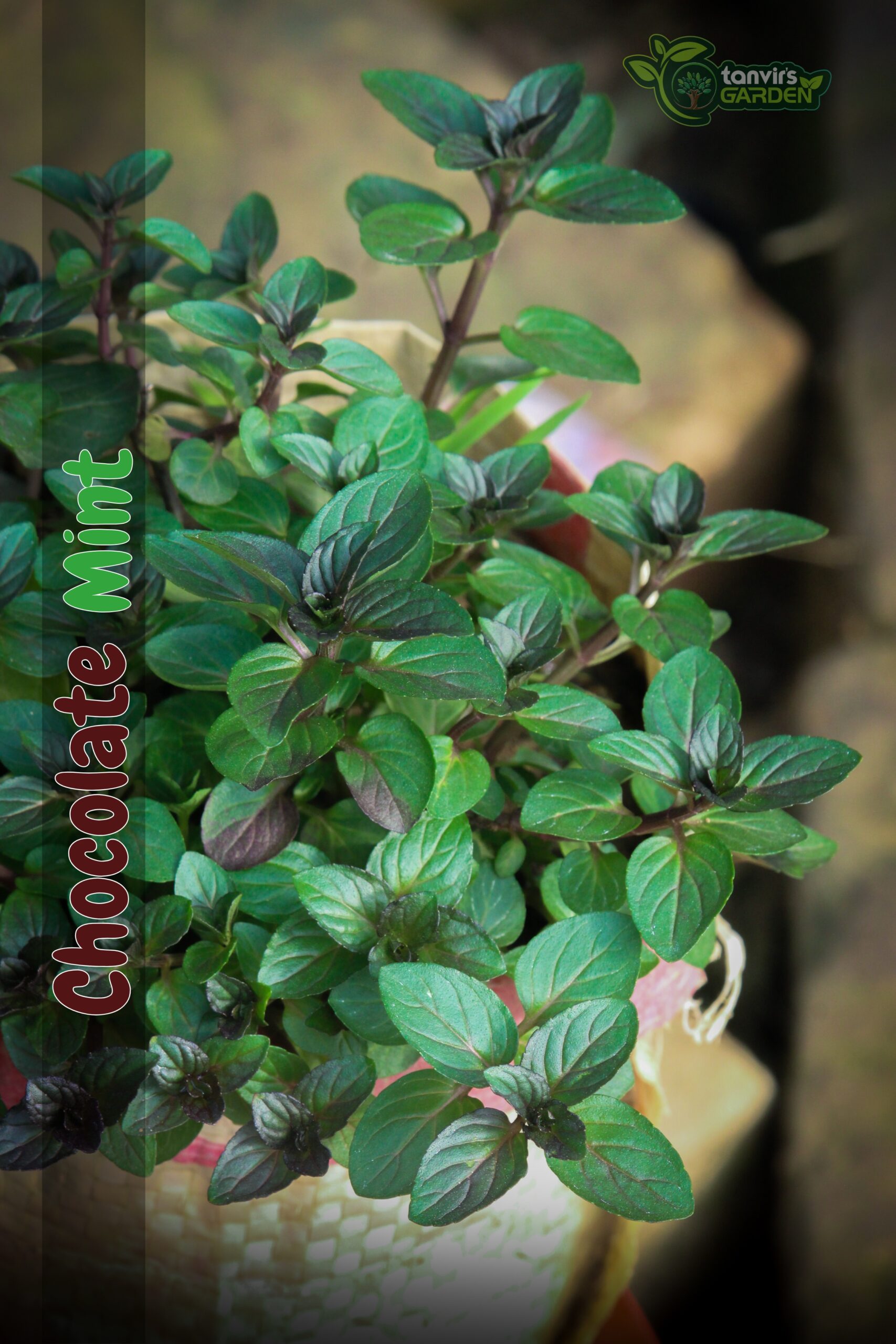 চকলেট মিন্ট (Chocolate Mint)